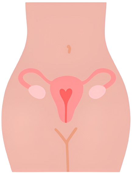 Illustration anatomie de la femme Martinique