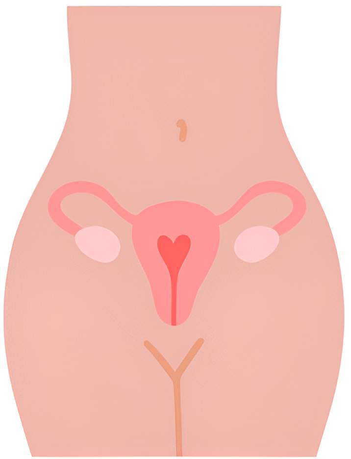 Illustration anatomie féminine Martinique